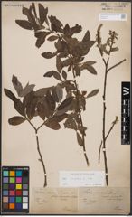 Foto von Salix cinerea L.